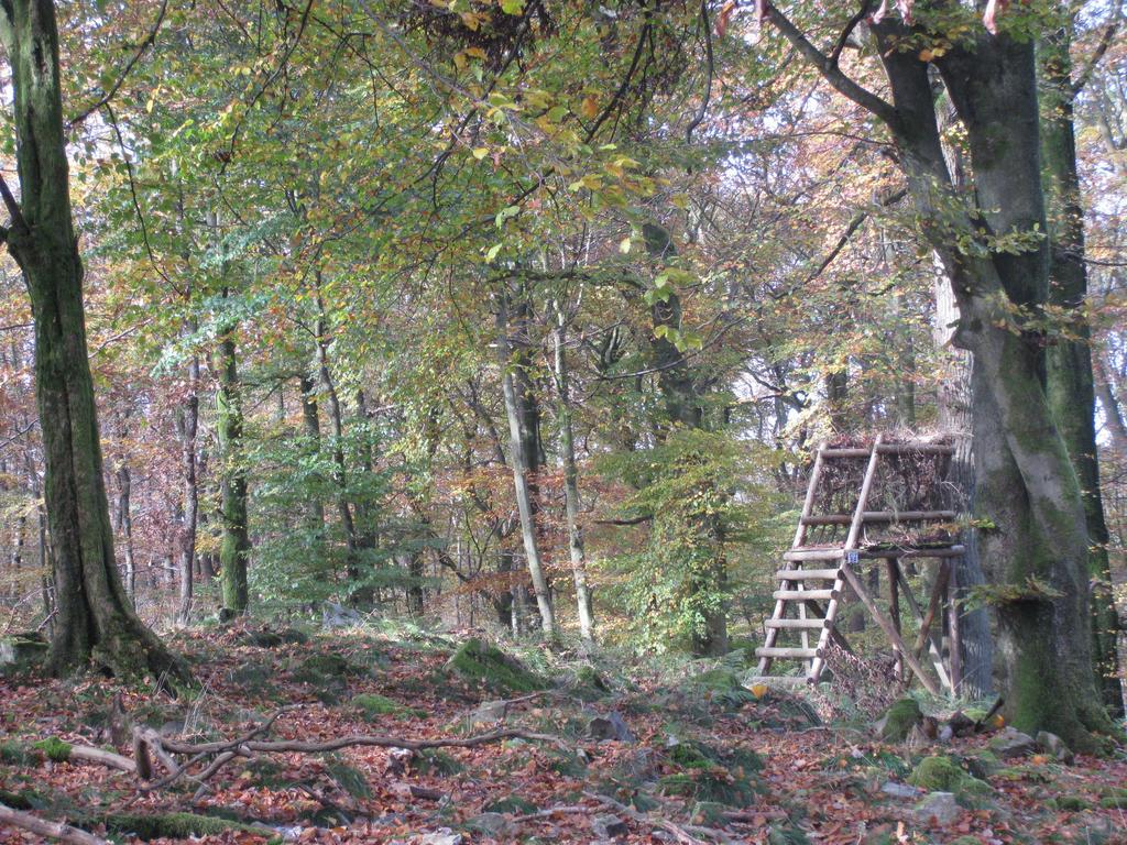 Les Terriers Saint-Hubert Villa Hatrival Cameră foto